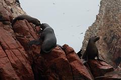 1193-Isole Ballestas,19 luglio 2013